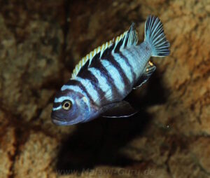 Cynotilapia zebroides Arten